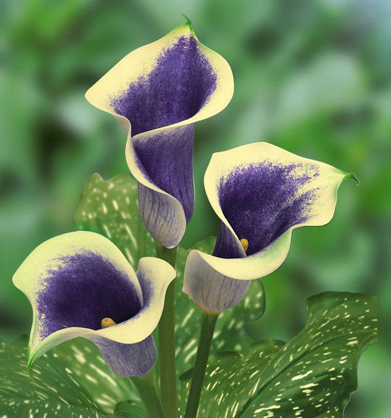 L'Arum, fleur de mai - Melle Cereza blog mariage original